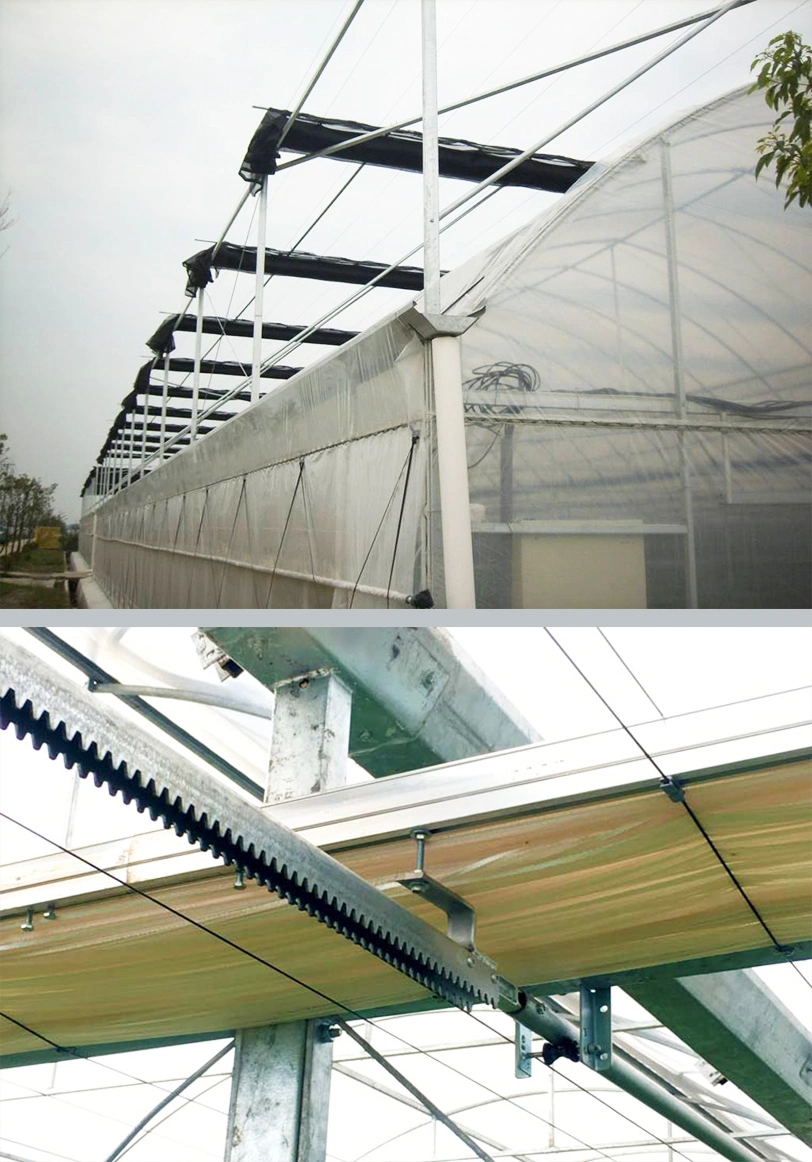 Hot Sale Multi Span Plastic Film Greenhouse for Planting