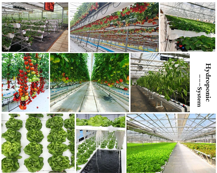 High Quality China Greenhouse Supplier with Hydroponics System Cooling System for Tomatoes