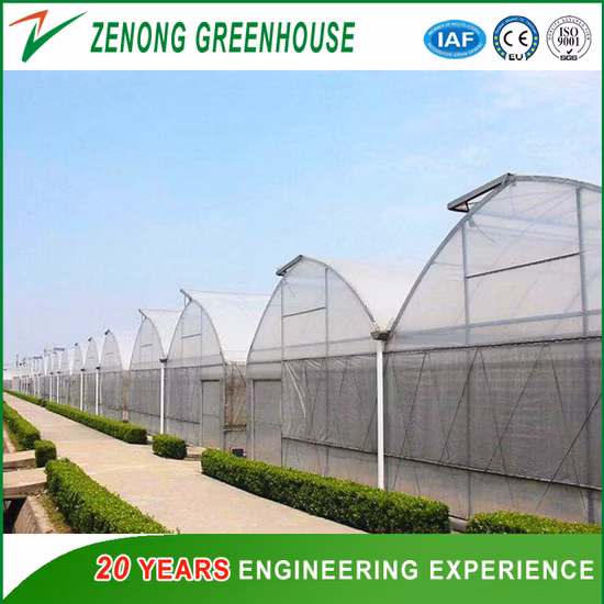 Tropisches Gewächshaus vom Rohzahntyp mit Filmgewächshaus und automatischer Temperaturregelung für die Gemüseanpflanzung von Tomaten/Gurken/Sämlingen/Kindergärten
