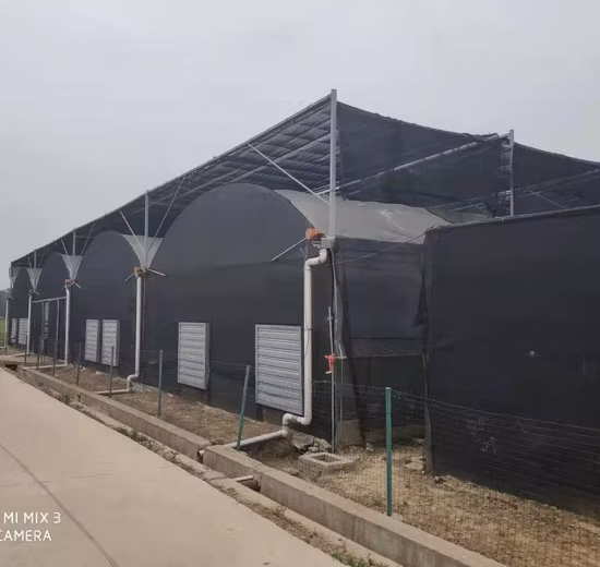 Kunststoff-Schwarz-Weiß-Folien-Verdunkelungsgewächshaus für medizinische Pflanzen/Pilze