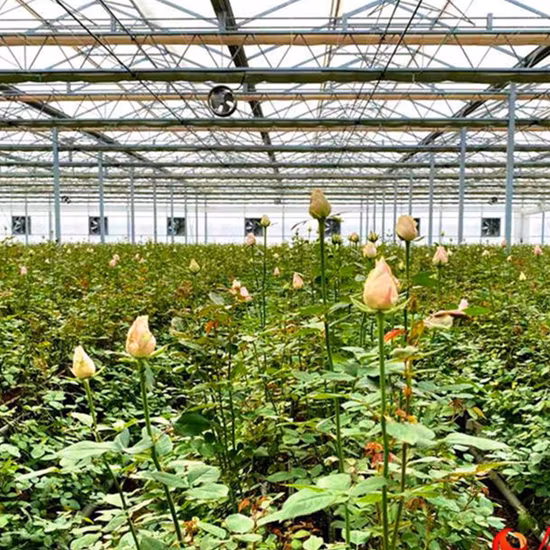 Gutter Connected Po Film Gewächshaus mit Verdunstungskühlkissen für Rose/Tulpe/Tomate/Erbse