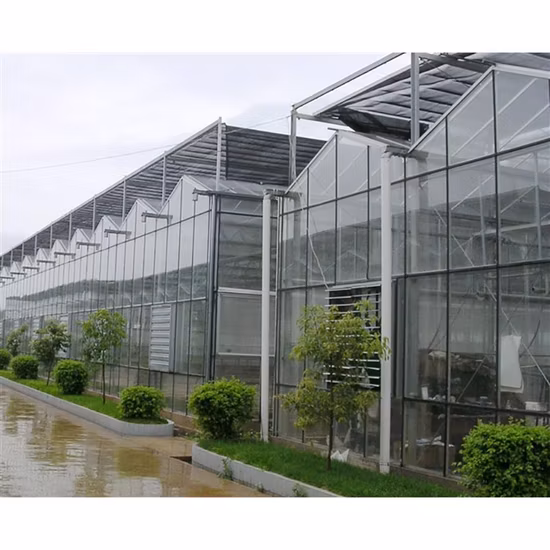 Fabrikpreis Landwirtschaft Gewächshaus Multi