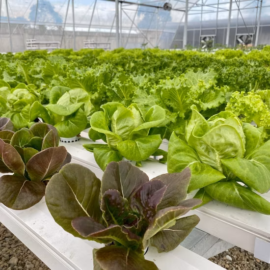 Gewächshaus mit Glas-/PC-Platten-/Folienabdeckung durch erdlosen Anbau mit Hydroponiksystem