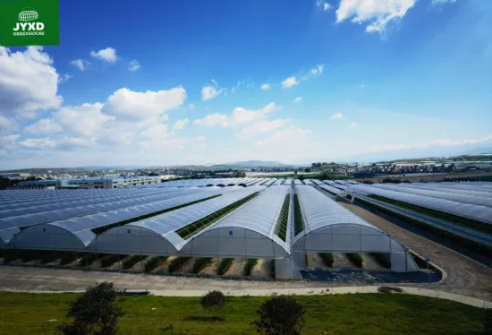 Heißer Verkauf landwirtschaftliches Polycarbonat-Gewächshaus für Hydrokultur/Kindergarten