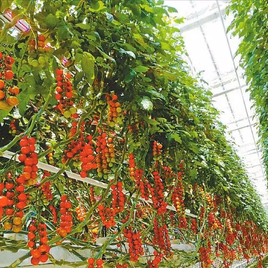 Landwirtschaftliches Polycarbonat-Gewächshaus vom Typ Venlo aus PC-Blech für Pilze